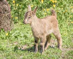 Naklejka na ściany i meble Little goatling on the spring meadow