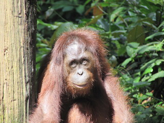 Borneu, Sandakan 