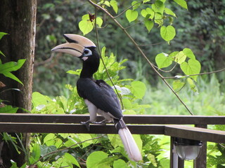 Borneu, Kinabatangan
