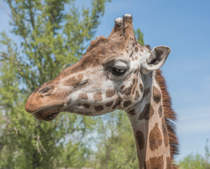 Naklejka premium Head portrait of a young giraffe