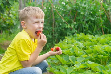 Caucasian boy eats red juicy strawberries from a strawberry bush in the garden in summer