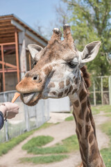  Feeding giraffe sweet carrots