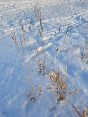snow covered branches