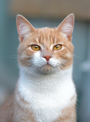 Beautiful portrait of a ginger cat