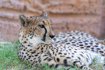 Cheetah (Acinonyx jubatus) close up resting in the savannah grass on a safari in Africa. 