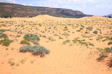 Fototapeta na wymiar Coral Pink Sand Dunes State Park in Utah, USA