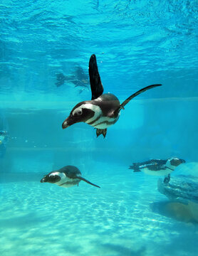 The African Penguin Is Swimming Underwater In The Zoo