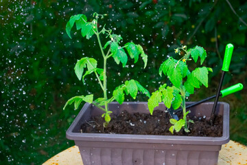 Water drops that irrigate tomato seedlings