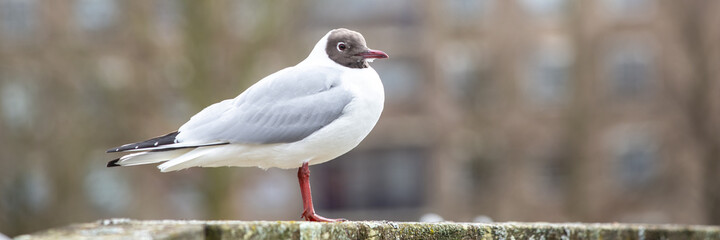 Fototapeta premium Banner with Black headed gull in the city