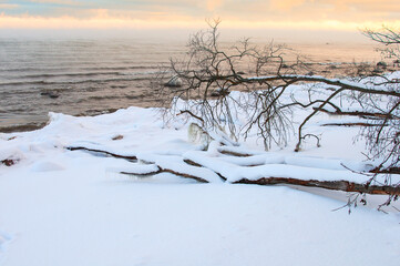 Fototapeta na wymiar Baltic winter fjord landscape with tree