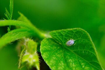 white powder pest leaf damager leaf eater