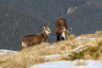 Small group of chamois (Tatra chamois, Rupicapra rupicapra tatrica) in spring on a grassy slope in the Tatras