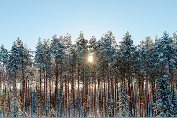 sunset over a winter forest