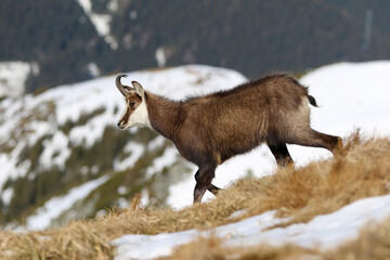Tatra chamois (rupicapra rupicapra tatrica) in mountains with snow. High Tatras, Slovakia, Eastern Europe.