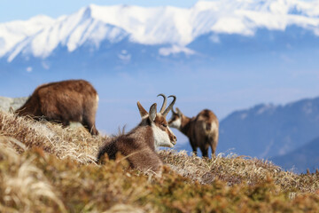 Small group of chamois (Tatra chamois, Rupicapra rupicapra tatrica) in spring on a grassy slope in the Tatras