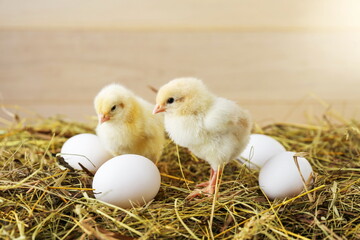little chickens and eggs are on the straw on a wooden background
