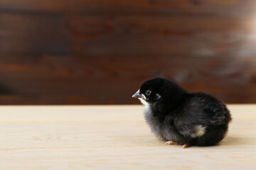 small black chick is on wooden background close up with copy space