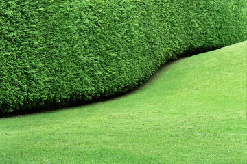 View of the hedge in the form of a undulating continuous wall of thuja and a smooth green lawn. The...