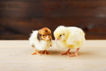 two small chicks are on wooden background close up with copy space