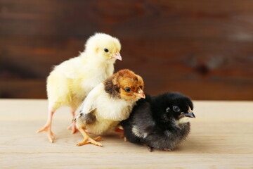 three small chicks are on wooden background close up with copy space