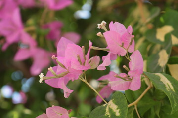 Fototapeta premium Nature Photography