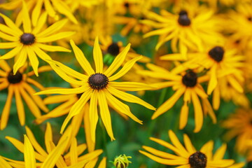 autumn yellow flowers coneflower background top view