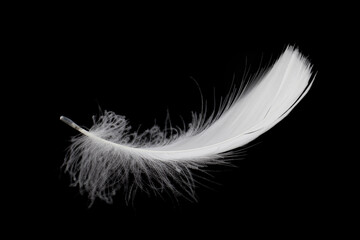 Soft and Light Single White Feather Falling Down on Black Background.
