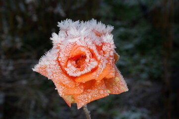 Eine vereiste blassrote Rosenblüte
