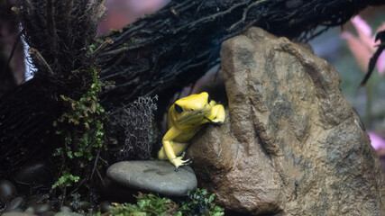 There is a yellow poison dart frog 1