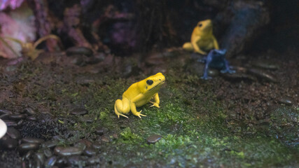 There is a yellow poison dart frog