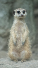 This cute meerkat looks into the distance 1