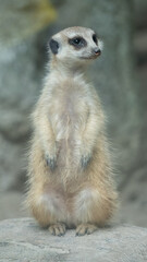 Fototapeta premium This cute meerkat looks into the distance 2
