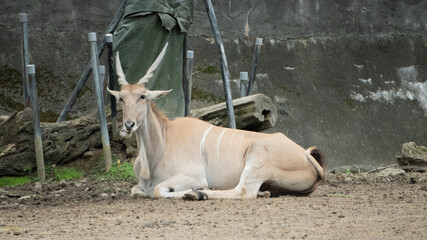 This eland antelope is eating grass