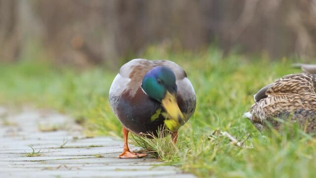 Wild duck eating green grass in summer park.
