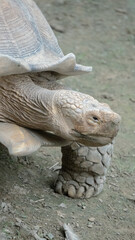 This giant tortoise walks hard