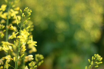 Small yellow flowers on cabbage plant. Selective focus.