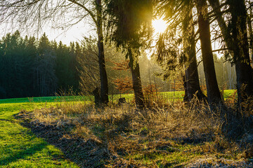 Gegenlicht am Waldrand im Frühling, Fichten, Buchen, und trockene Gräser im Sonnenlicht - Forst,...