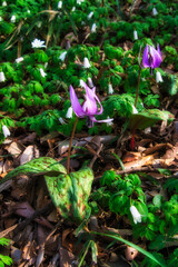 春の木漏れ日を浴びて美しく咲くカタクリ	