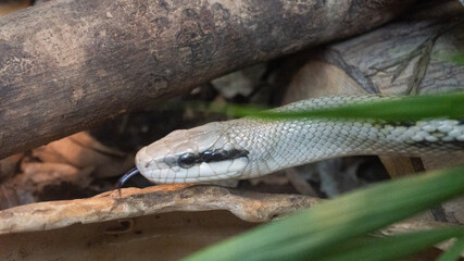 Obraz premium This snake is Snake vomits