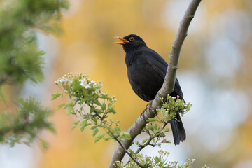 A singing blackbird sitting on a branch, photographed in the Netherlands.