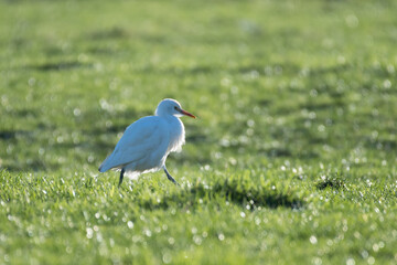 A cattle egret in the pasture, photographed in the Netherlands.