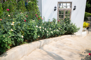 Fototapeta na wymiar Beautiful rose garden in summer