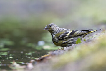 Fototapeta premium Pine siskin (Spinus pinus) in Goois Natuurreservaat, The Nerherlands.