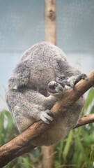Cute koala sleeping on the tree