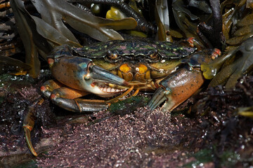 European Green Crab (Carcinus maenas), 73 individual 1:1 magnification ratio images stacked to give immense detail and depth of field throughout the shot