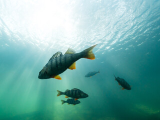 Group of perch swimming in turquoise water - obrazy, fototapety, plakaty