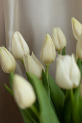 bouquet of tulips on a white background