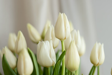 Obraz na płótnie Canvas bouquet of tulips on a white background