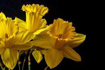 daffodil on black background © John Anderson