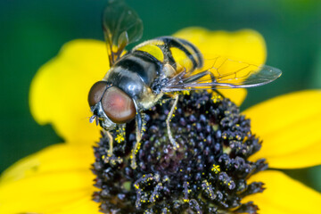 Bumblebee in garden on yellow flower